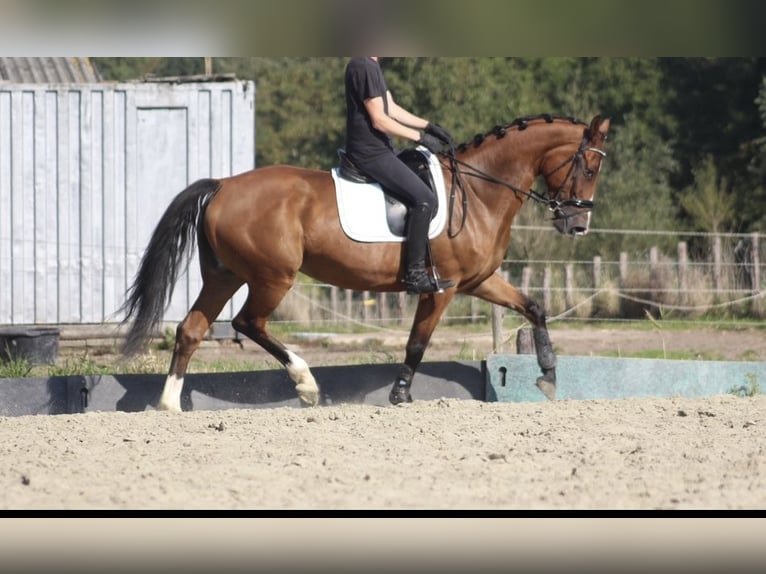 KWPN Jument 10 Ans 170 cm Alezan brûlé in Leiden