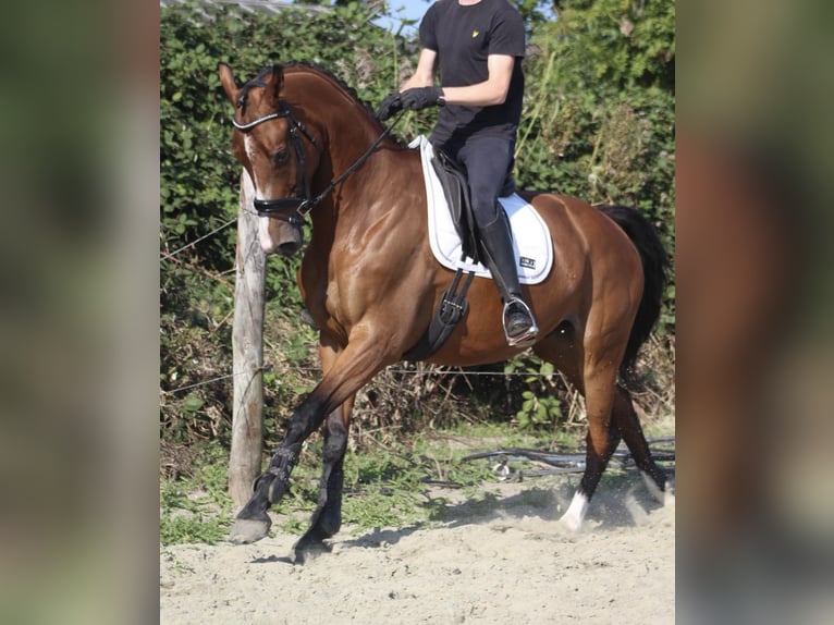 KWPN Jument 10 Ans 170 cm Alezan brûlé in Leiden