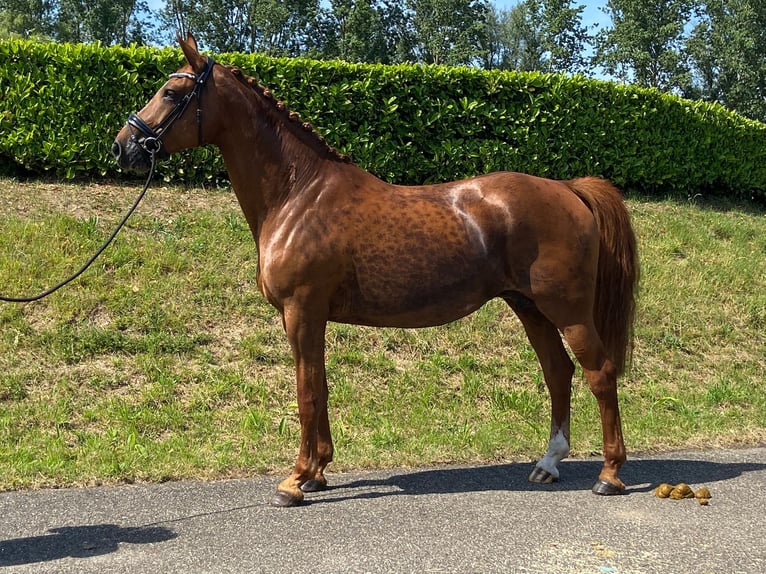KWPN Jument 10 Ans 170 cm Alezan in Schijf