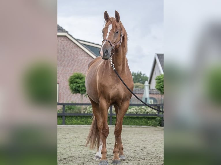 KWPN Jument 10 Ans 170 cm Alezan in Schijf