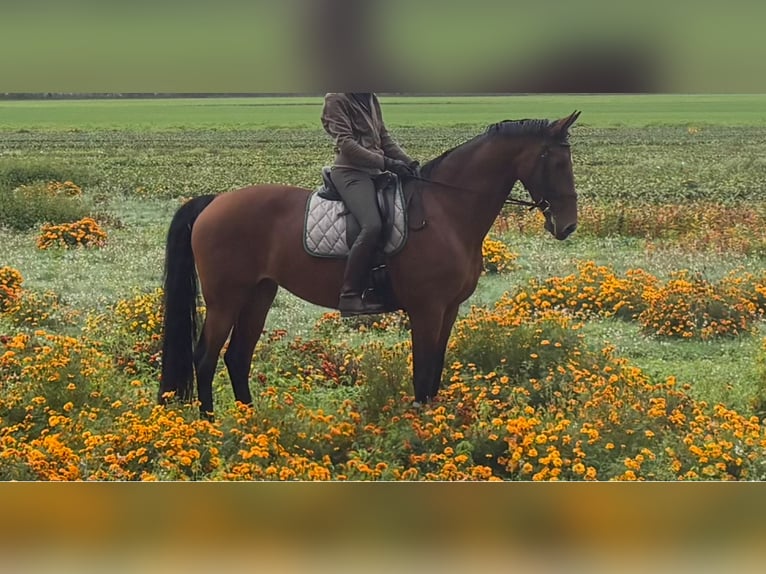 KWPN Jument 10 Ans 170 cm Bai in Meijel