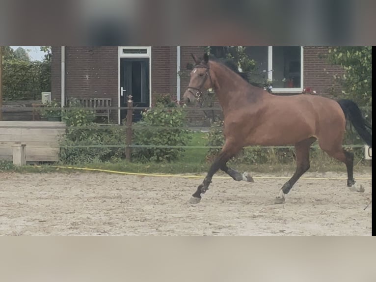 KWPN Jument 10 Ans 170 cm Bai in Meijel