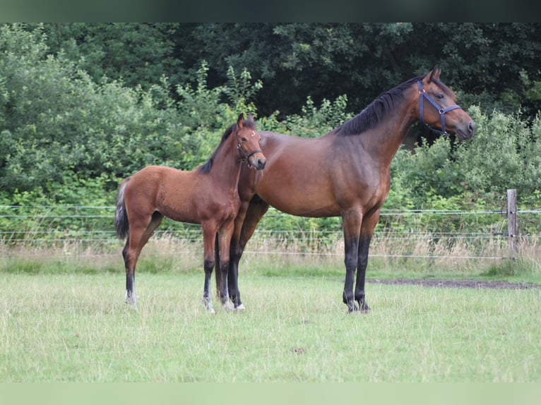 KWPN Jument 10 Ans 170 cm Bai in Etten-Leur