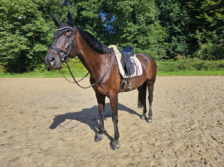 KWPN Jument 10 Ans 172 cm Noir in Ratingen