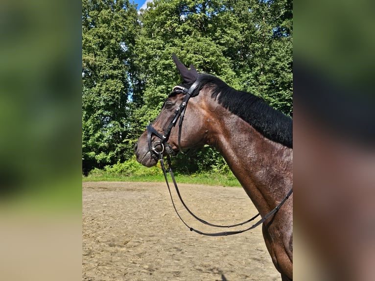 KWPN Jument 10 Ans 172 cm Noir in Ratingen