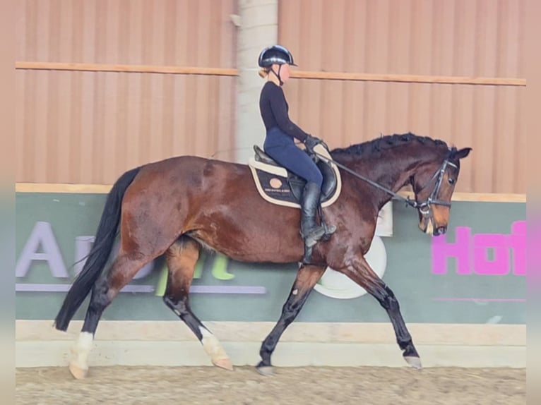 KWPN Jument 10 Ans 173 cm Bai in Sch