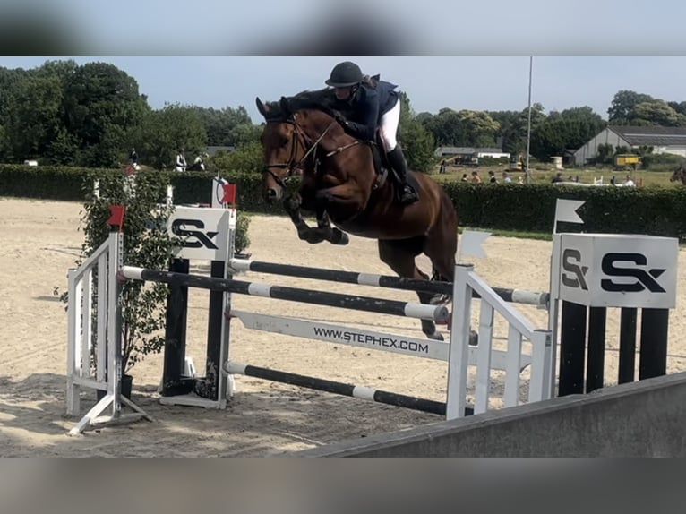 KWPN Jument 10 Ans 173 cm Bai in Deinze