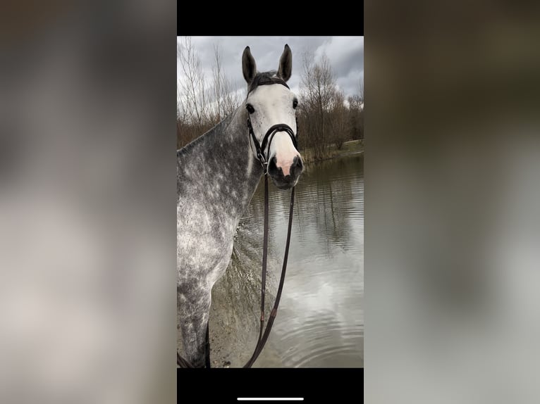 KWPN Jument 10 Ans 173 cm Gris pommelé in Neuenburg am Rhein