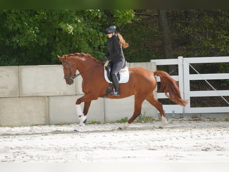 KWPN Jument 10 Ans 174 cm Alezan in Nettersheim