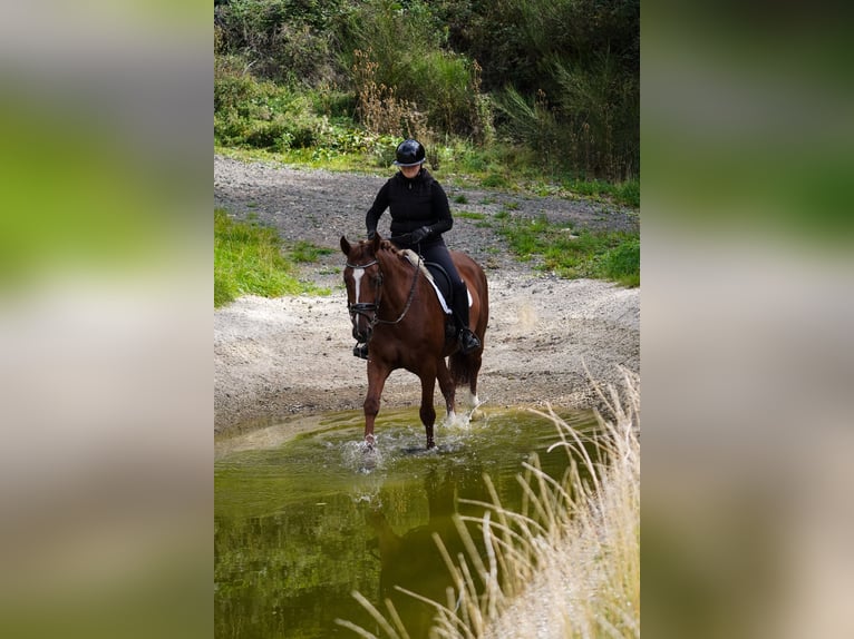 KWPN Jument 10 Ans 174 cm Alezan in Nettersheim