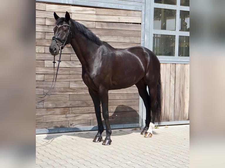 KWPN Jument 10 Ans 174 cm Noir in Leipzig