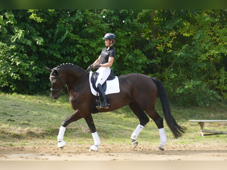 KWPN Jument 10 Ans 174 cm Noir in Ganschow