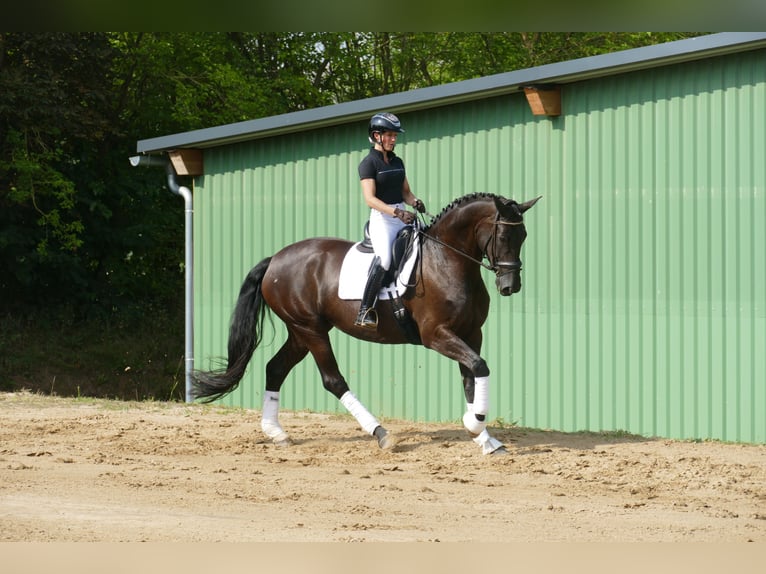 KWPN Jument 10 Ans 174 cm Noir in Ganschow