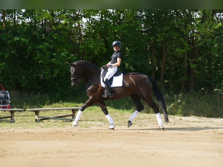 KWPN Jument 10 Ans 175 cm Noir in Ganschow