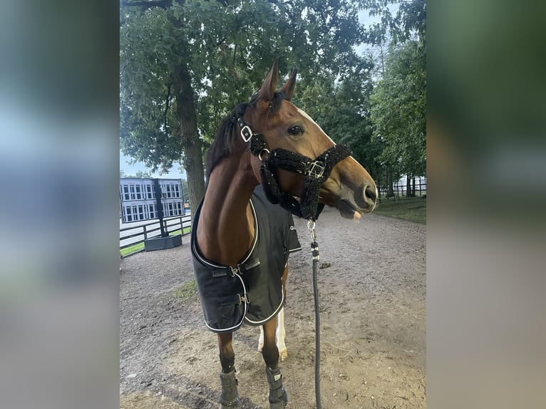 KWPN Jument 10 Ans Bai clair in Osnabrück