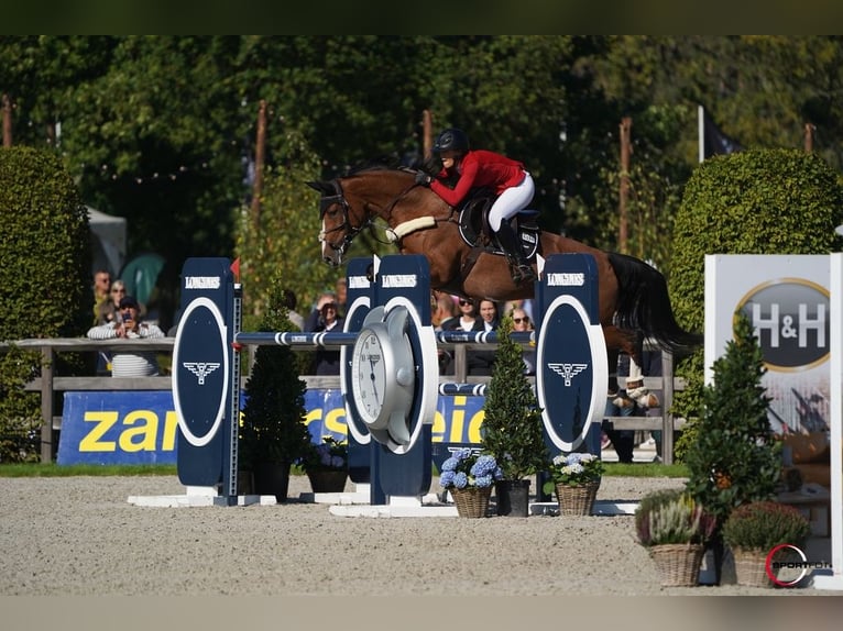 KWPN Jument 10 Ans Bai clair in Osnabrück