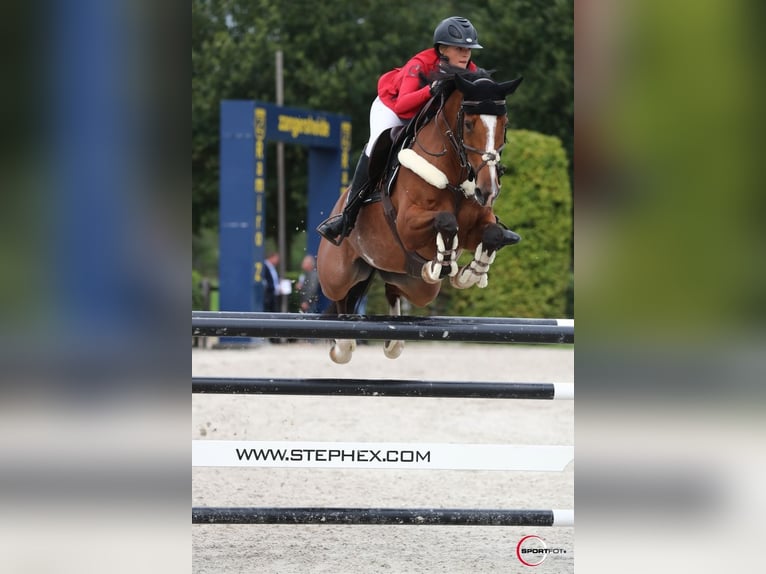 KWPN Jument 10 Ans Bai clair in Osnabrück