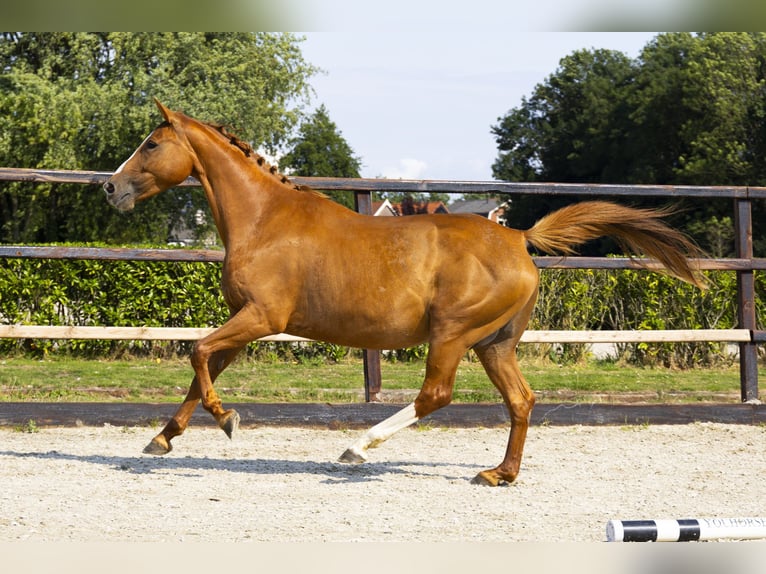 KWPN Jument 11 Ans 158 cm Alezan in Waddinxveen
