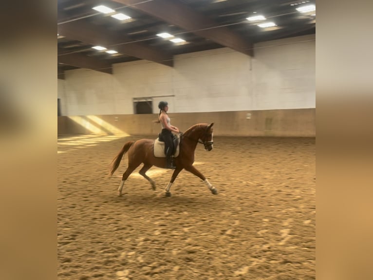 KWPN Jument 11 Ans 160 cm Alezan in Soltau
