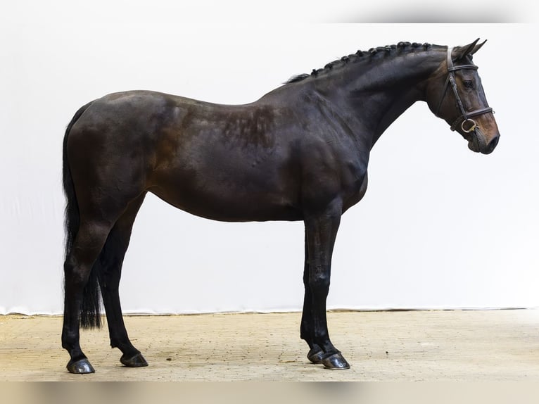 KWPN Jument 11 Ans 160 cm  in Waddinxveen