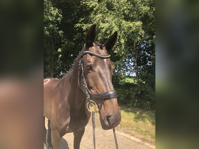 KWPN Jument 11 Ans 161 cm Bai brun in L&#xE4;hden