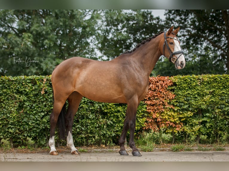 KWPN Jument 11 Ans 164 cm Bai brun in Sint-Oedenrode