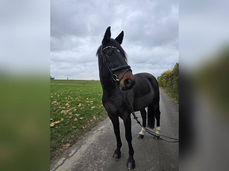 KWPN Jument 11 Ans 164 cm Bai brun foncé in Leichlingen