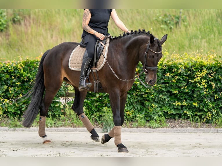 KWPN Jument 11 Ans 164 cm  in Nettetal