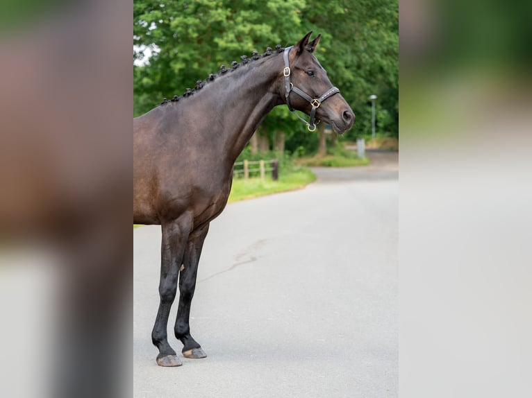 KWPN Jument 11 Ans 164 cm  in Nettetal