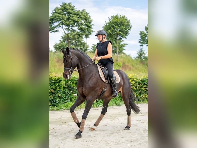 KWPN Jument 11 Ans 164 cm  in Nettetal