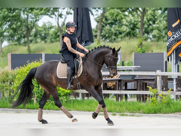 KWPN Jument 11 Ans 164 cm  in Nettetal