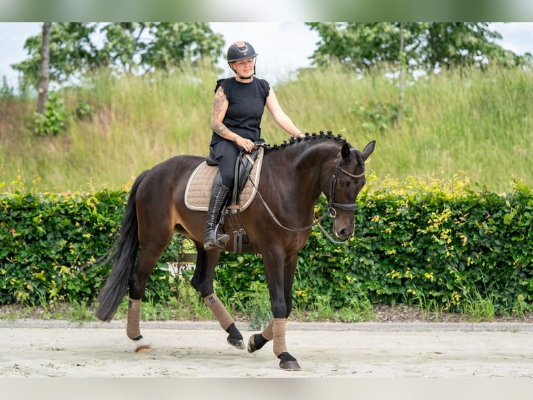 KWPN Jument 11 Ans 164 cm  in Nettetal