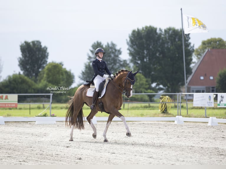 KWPN Jument 11 Ans 165 cm Alezan in Leeuwarden