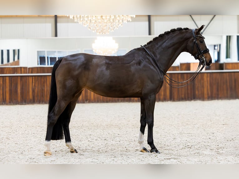 KWPN Jument 11 Ans 165 cm Bai brun in Kwadijk