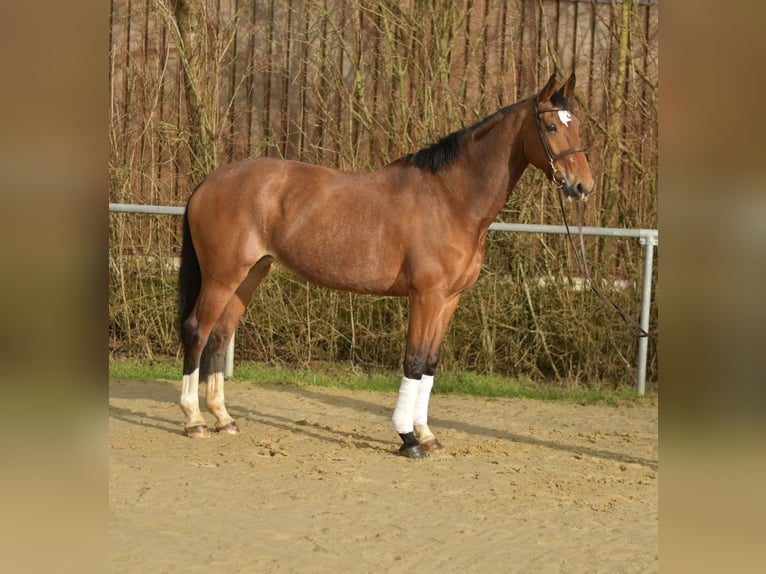 KWPN Jument 11 Ans 165 cm Bai in Geilenkirchen