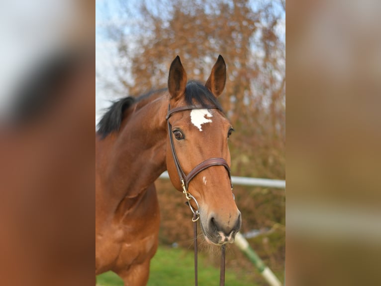 KWPN Jument 11 Ans 165 cm Bai in Geilenkirchen