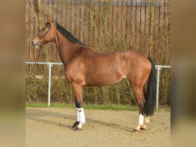 KWPN Jument 11 Ans 165 cm Bai in Geilenkirchen