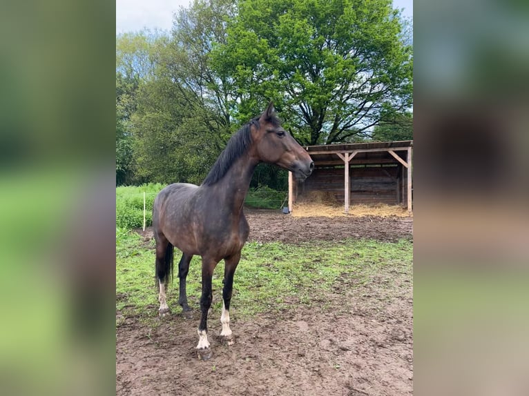 KWPN Jument 11 Ans 165 cm in Kleinmaischeid