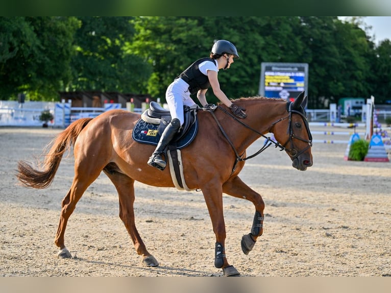 KWPN Jument 11 Ans 167 cm Alezan in Altstätten SG 2