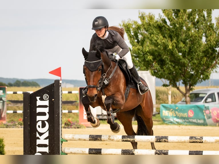 KWPN Jument 11 Ans 167 cm Bai brun in R&#xF6;dinghausen
