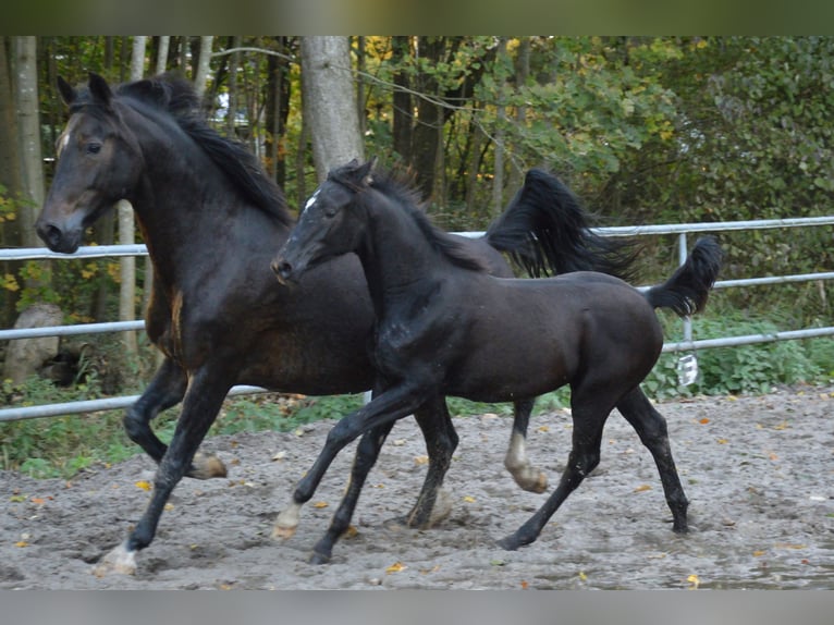 KWPN Jument 11 Ans 167 cm Bai brun in Doornspijk