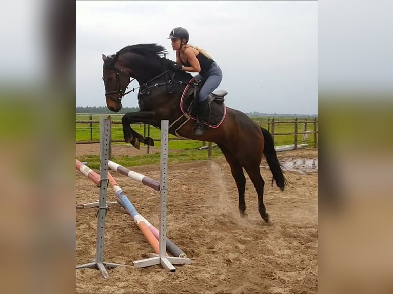 KWPN Jument 11 Ans 168 cm Bai brun in Barger-Compascuum