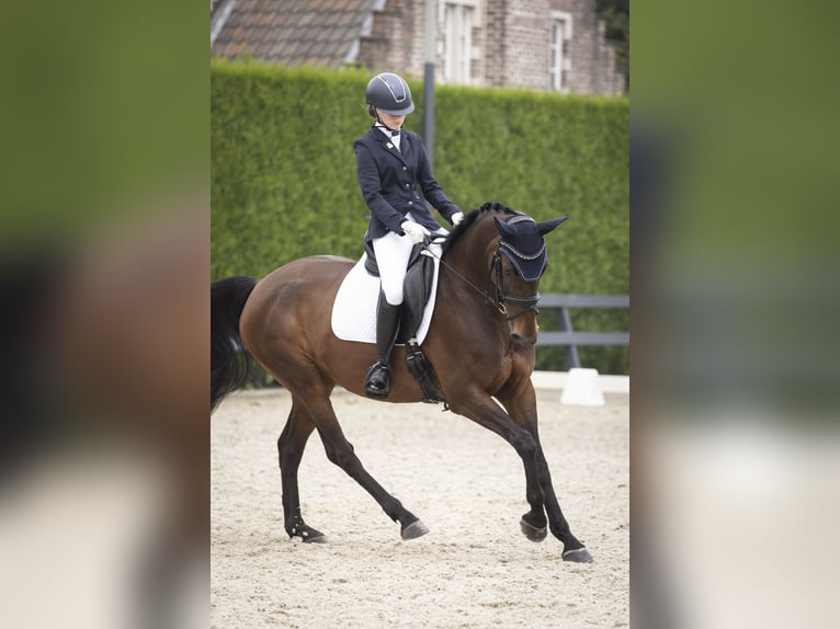 KWPN Jument 11 Ans 168 cm Bai in Overmere