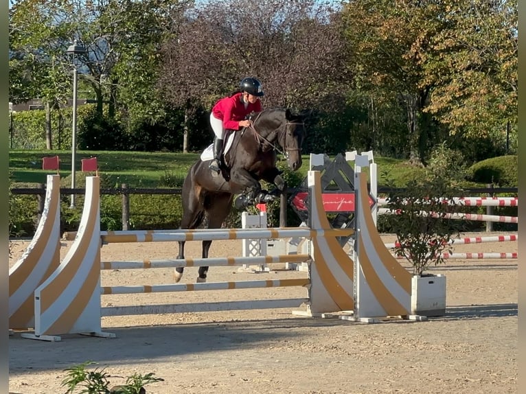 KWPN Jument 11 Ans 168 cm in Buronzo