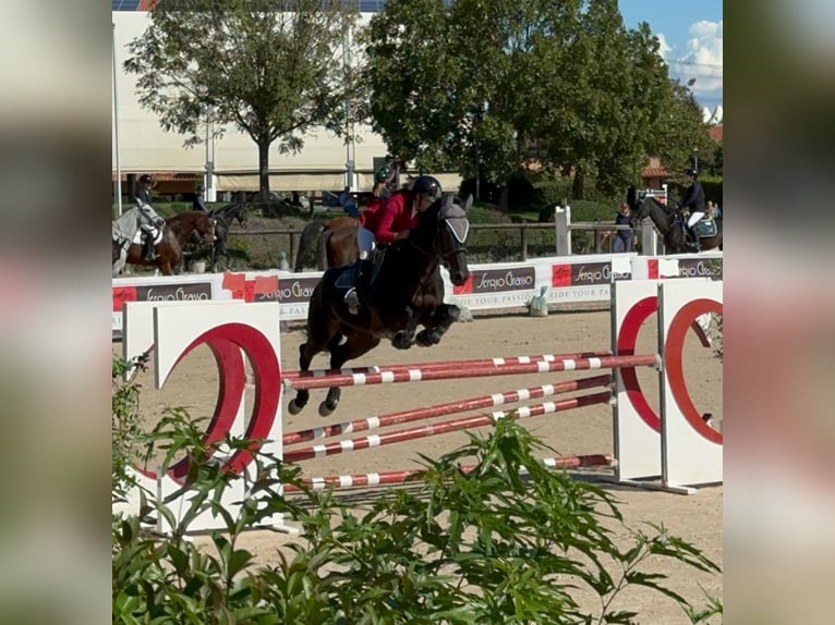 KWPN Jument 11 Ans 168 cm in Buronzo