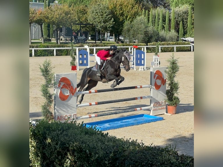 KWPN Jument 11 Ans 168 cm in Buronzo