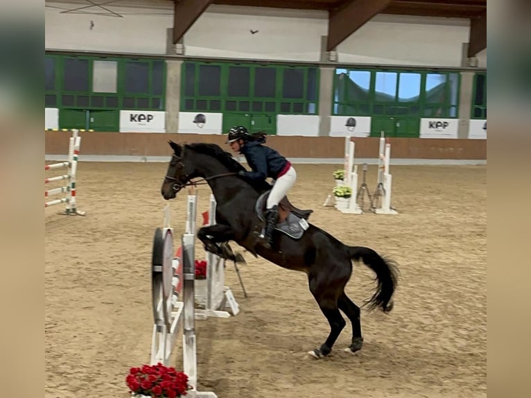 KWPN Jument 11 Ans 168 cm in Buronzo