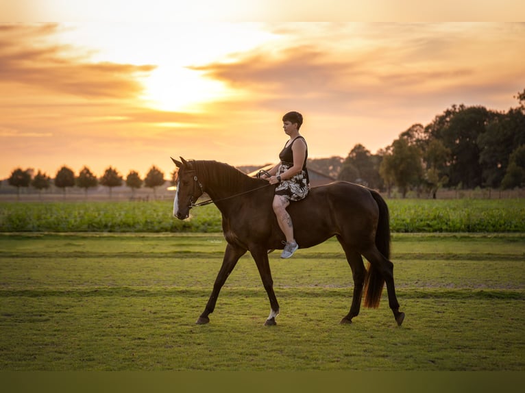 KWPN Jument 11 Ans 170 cm Bai in Ratingen