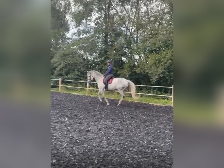 KWPN Jument 11 Ans 170 cm Gris pommelé in Donaueschingen