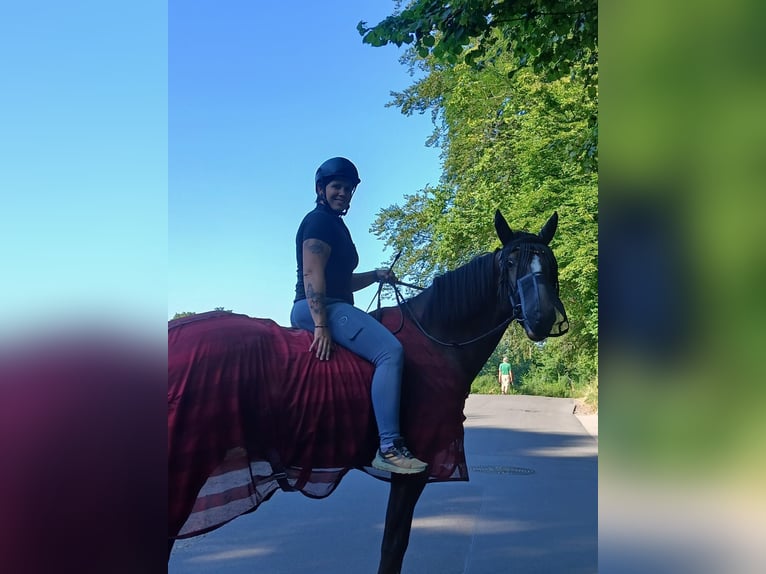 KWPN Jument 11 Ans 170 cm Noir in Ratingen